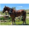Image 1 : Butch - 2019 Belgian Sorrel Gelding
