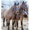 Image 8 : Red - 2018 Brabant x Belgian Red Roan Gelding