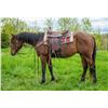 Image 1 : Dunit Bay (Dunit) - 2019 AQHA #5953059 Bay Gelding