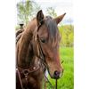 Image 2 : Dunit Bay (Dunit) - 2019 AQHA #5953059 Bay Gelding