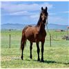 Image 1 : Yoder's Rocky - 2021 Friesian x Standardbred Bay Gelding