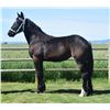 Image 1 : R.A.M. Quaker's Roxy - 2021 Percheron #318645 Black Filly