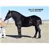 Image 2 : R.A.M. Quaker's Roxy - 2021 Percheron #318645 Black Filly