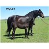 Image 2 : Molly - 2014 Halfinger x Standard x Percheron Brown Mare