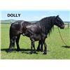 Image 2 : Dolly - 2015 Halfinger x Standard x Percheron Brown Mare
