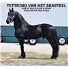 Image 3 : Dolly - 2015 Halfinger x Standard x Percheron Brown Mare