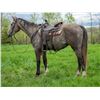 Image 1 : Boston Magic Mike (Trump) - 2018 AQHA #5902458 Grey Gelding