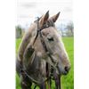 Image 2 : Boston Magic Mike (Trump) - 2018 AQHA #5902458 Grey Gelding