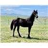 Image 1 : Yoder's Bingo - 2021 Friesian Sport Horse Black Gelding