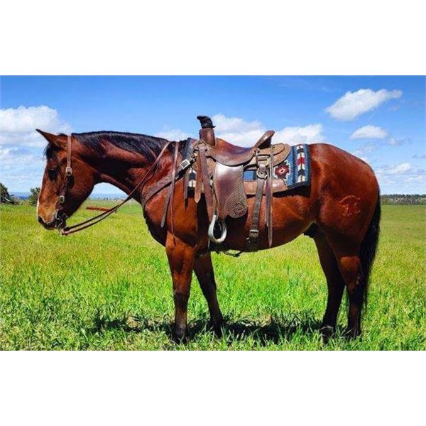 Banjo - 2017 Draft X Bay Gelding