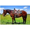 Image 1 : Banjo - 2017 Draft X Bay Gelding