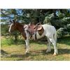 Image 1 : Fresno - 2016 Gypsy X Bay Roan Gelding