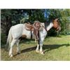 Image 2 : Fresno - 2016 Gypsy X Bay Roan Gelding