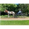Image 3 : Fresno - 2016 Gypsy X Bay Roan Gelding