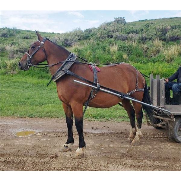Lori - 2013 Belgian x QH Bay Mare