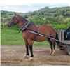 Image 1 : Lori - 2013 Belgian x QH Bay Mare