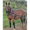 Image 2 : Lori - 2013 Belgian x QH Bay Mare