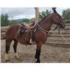 Image 3 : Lori - 2013 Belgian x QH Bay Mare