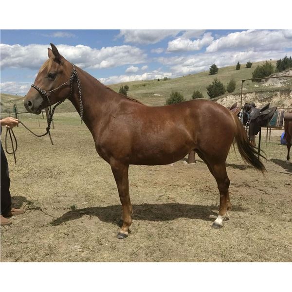 Dolly - 2020 AQHA Chestnut Mare