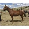 Image 1 : Dolly - 2020 AQHA Chestnut Mare