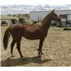 Image 2 : Dolly - 2020 AQHA Chestnut Mare