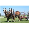 Image 2 : Leelee - 2009 Halflinger Sorrel Mare