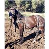 Image 1 : Babe - 2021 Halflinger x Percheron Black Filly