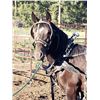 Image 2 : Babe - 2021 Halflinger x Percheron Black Filly