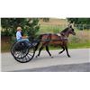 Image 1 : Daisy - 2010 Standardbred Bay Mare
