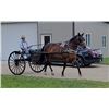 Image 2 : Daisy - 2010 Standardbred Bay Mare