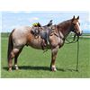 Image 1 : Turbo - 2009 QH Red Roan Gelding