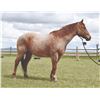 Image 3 : Turbo - 2009 QH Red Roan Gelding