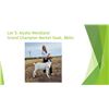 Image 1 : Alydia Wendland - Grand Champion Goat - Weight: 86