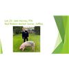 Image 1 : Joel Harvey, FFA - Red Ribbon Market Hog / Weight: 249