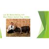 Image 1 : Bence McCoy - Blue Ribbon Market Hog / Weight: 222