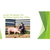 Image 1 : Tel Holland, FFA - Red Ribbon Market Hog / Weight: 225