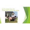 Image 1 : Clinton Ford - Purple Ribbon Market Hog / Weight: 263