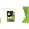 Image 1 : Jacob Harvey - Red Ribbon Market Hog / Weight: 228