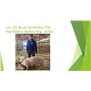 Image 1 : Bryan Schmidlin, FFA - Red Ribbon Market Hog / Weight: 265