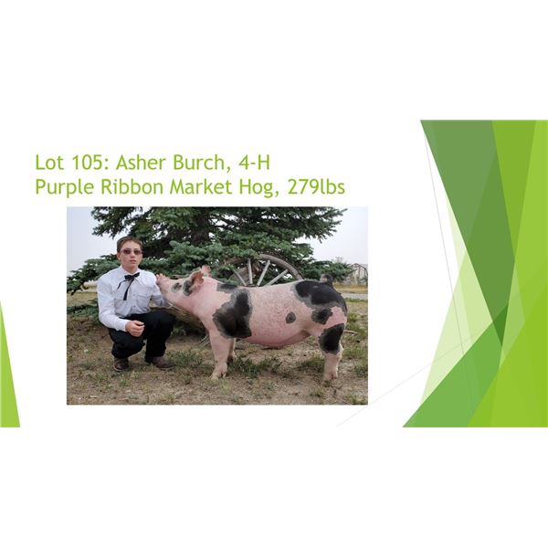 Asher Burch - Purple Ribbon Market Hog / Weight: 279