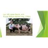 Image 1 : Asher Burch - Purple Ribbon Market Hog / Weight: 279