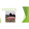 Image 1 : Tayler Sampson, FFA - Red Ribbon Market Hog / Weight: 285