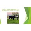 Image 1 : Tianna Wagenfehr - Red Ribbon Market Beef / Weight: 1122