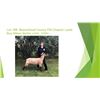 Image 1 : FFA Chapter Lamb - Emma Mitchell - Blue Ribbon Market Lamb / Weight: 143