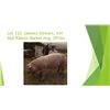 Image 1 : Jakoley Stewart - Red Ribbon Market Hog / Weight: 285