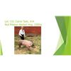 Image 1 : Callie Tash - Red Ribbon Market Hog / Weight: 250
