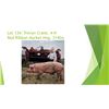 Image 1 : Trevyn Crane - Red Ribbon Market Hog / Weight: 285