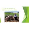 Image 1 : John Bramlet - Red Ribbon Market Hog / Weight: 285