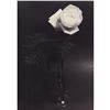 Image 1 : Gelatin Silver Print, A Single Rose
