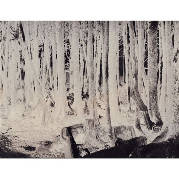 Gelatin Silver Print, Inverse Forest, Negative Print